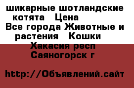 шикарные шотландские котята › Цена ­ 15 000 - Все города Животные и растения » Кошки   . Хакасия респ.,Саяногорск г.